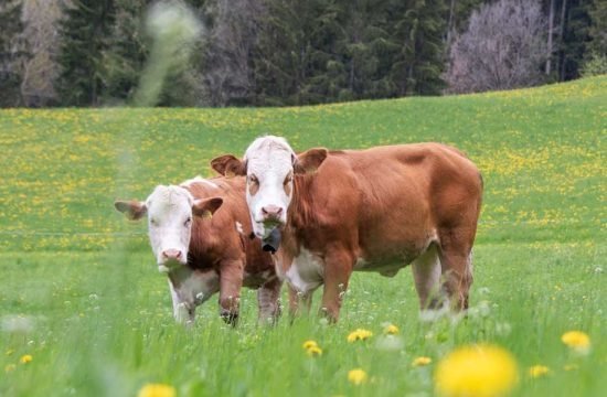 oberglarzhof-villnoess-suedtirol (48)